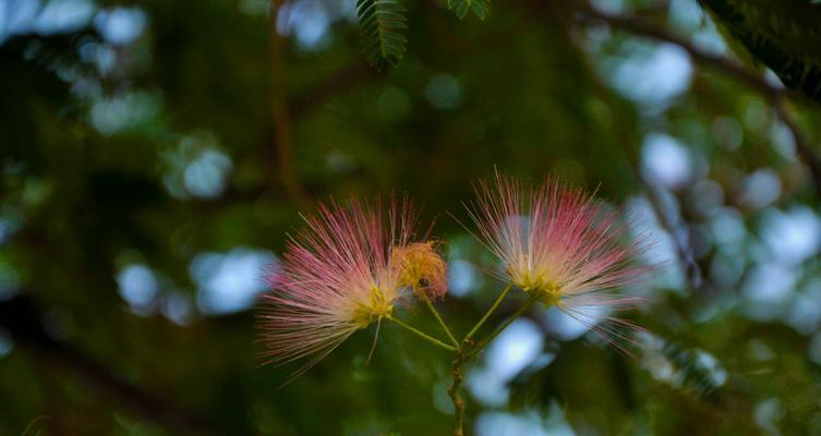 合欢花风水寓意与作用（揭开合欢花的神秘面纱）