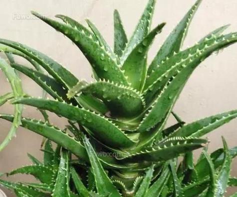 芦荟的花语和传说故事（探寻芦荟的神秘力量和传承故事）