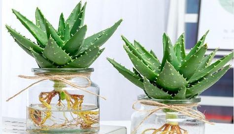 芦荟的花语和传说故事（探寻芦荟的神秘力量和传承故事）