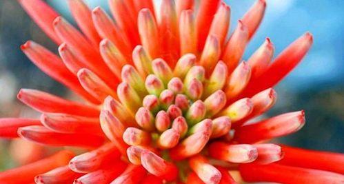 芦荟的花语和传说故事（探寻芦荟的神秘力量和传承故事）