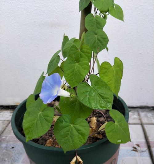 白色牵牛花的花语与寓意（探寻白色牵牛花的美丽与内涵）