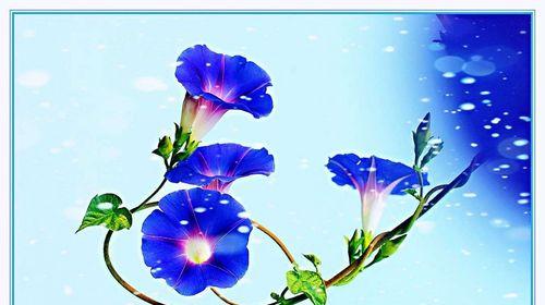 白色牵牛花的花语与寓意（探寻白色牵牛花的美丽与内涵）