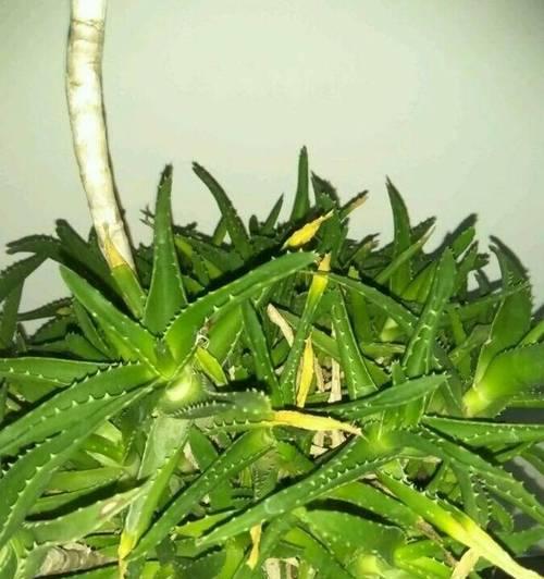 淘米水浇芦荟的正确方法是什么？可以经常使用吗？