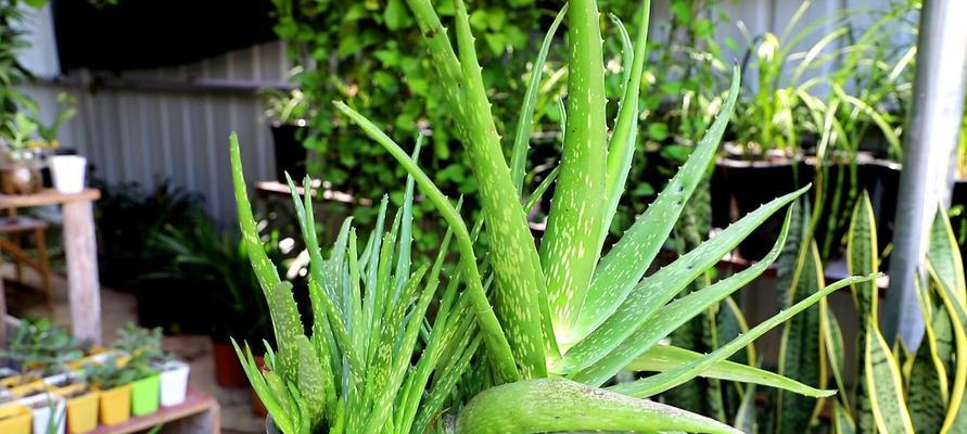 淘米水浇芦荟的正确方法是什么？可以经常使用吗？