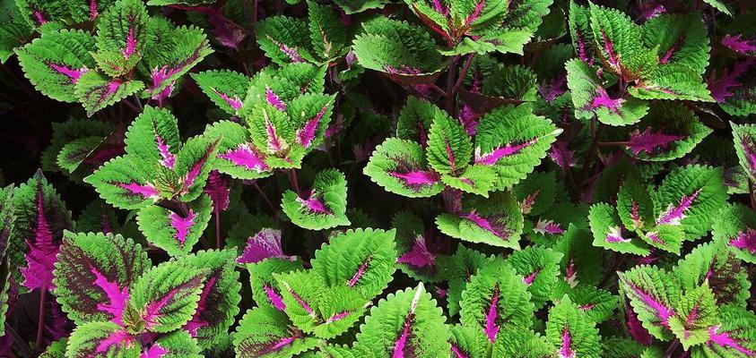 彩叶草种子发芽需要多长时间？如何加速发芽过程？