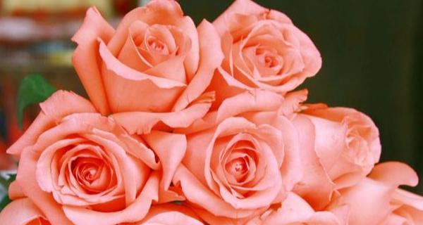 粉色玫瑰花的浪漫寓意（探索粉色玫瑰花所代表的意义与情感）