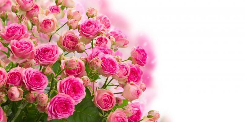 粉色玫瑰花的浪漫寓意（探索粉色玫瑰花所代表的意义与情感）