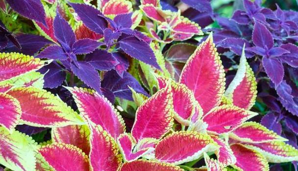 彩叶草种子发芽需要多长时间？如何加速发芽过程？