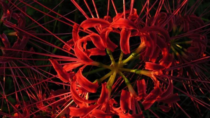 我错了，以紫罗兰花的花语为题材的文章（用花语诉说我对你的歉意）