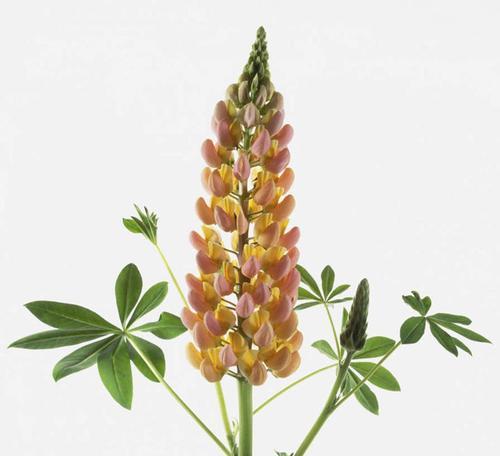 父爱如植物，常青不败（植物中的父爱之花——）