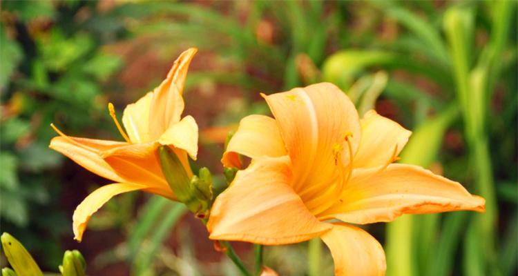 父爱如植物，常青不败（植物中的父爱之花——）