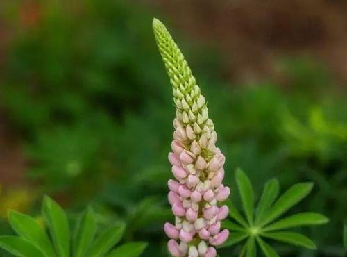 父爱如植物，常青不败（植物中的父爱之花——）