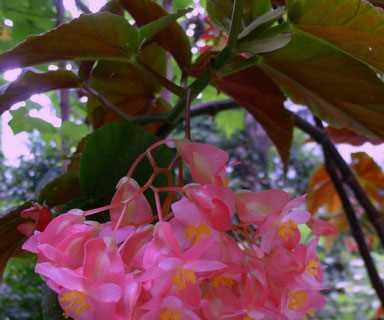 秋海棠花语（用秋海棠花语表达爱情的深情与坚持）