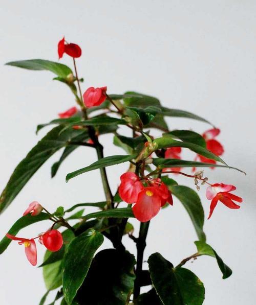 秋海棠花语（用秋海棠花语表达爱情的深情与坚持）