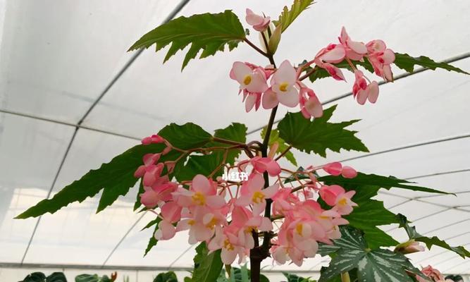 秋海棠花语（用秋海棠花语表达爱情的深情与坚持）