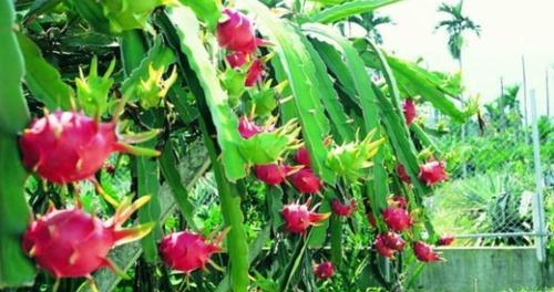 火龙果生长温度是多少度？如何确保火龙果健康成长？