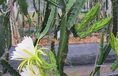 火龙果生长温度是多少度？如何确保火龙果健康成长？