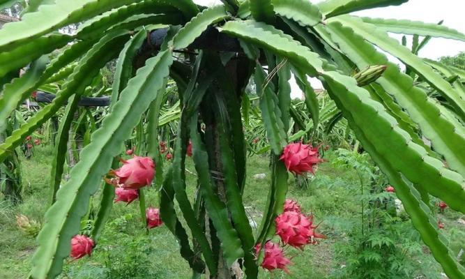 火龙果生长温度是多少度？如何确保火龙果健康成长？