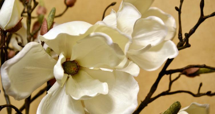 玉兰花的神秘寓意与传说（玉兰花的含义与美丽传说）