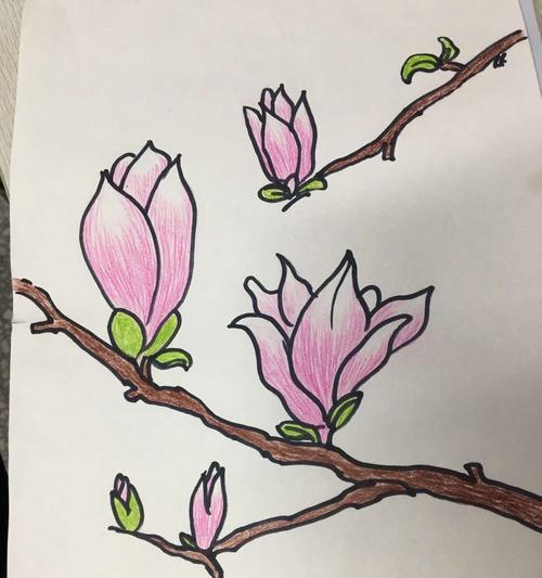 玉兰花的神秘寓意与传说（玉兰花的含义与美丽传说）