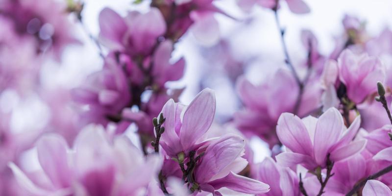 玉兰花的神秘寓意与传说（玉兰花的含义与美丽传说）