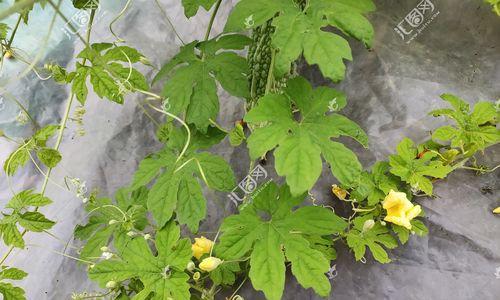 苦瓜如何生长?苦瓜的生长过程有哪些常见问题? 苦瓜如何生长?苦瓜的生长过程有哪些常见问题?