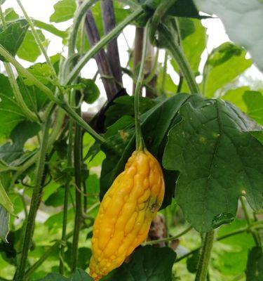 苦瓜如何生长?苦瓜的生长过程有哪些常见问题? 苦瓜如何生长?苦瓜的生长过程有哪些常见问题?