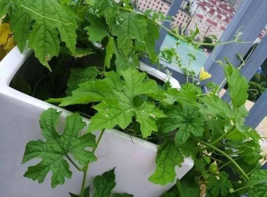 苦瓜如何生长?苦瓜的生长过程有哪些常见问题? 苦瓜如何生长?苦瓜的生长过程有哪些常见问题?