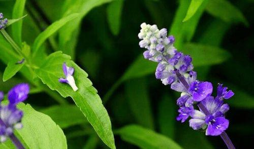 以青春为主题的花语(探寻青春之美) 以青春为主题的花语(探寻青春之美)