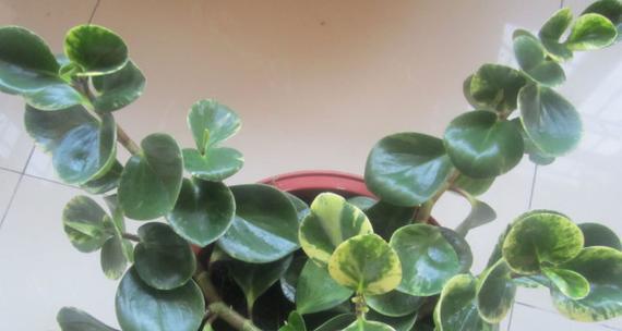 轮叶豆瓣绿繁殖方法有哪些？繁殖过程中应注意什么问题？