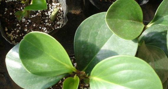 轮叶豆瓣绿繁殖方法有哪些？繁殖过程中应注意什么问题？