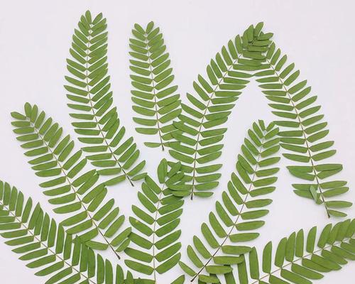 树叶是什么形状？常见树叶的形状有哪些特点？