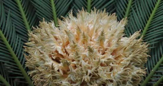 铁树开花的神奇奇迹（探寻铁树开花的象征意义）