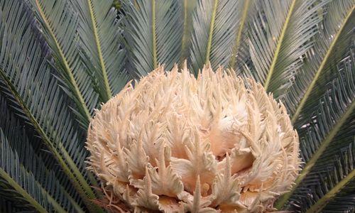 铁树开花的神奇奇迹（探寻铁树开花的象征意义）