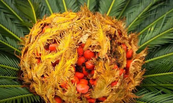 铁树开花的神奇奇迹（探寻铁树开花的象征意义）