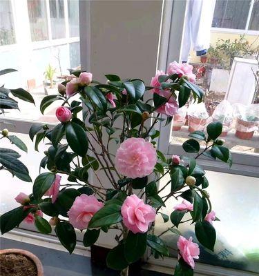 四季茶花好养吗？养殖方法和养护要点是什么？