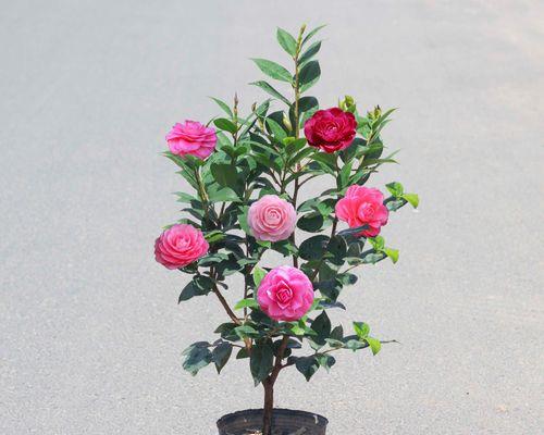 四季茶花好养吗？养殖方法和养护要点是什么？