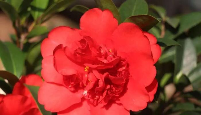 四季茶花好养吗？养殖方法和养护要点是什么？