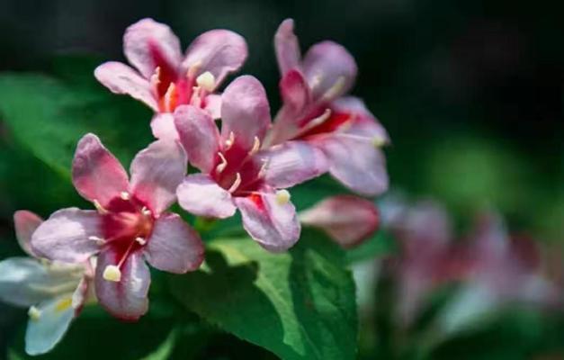 锦带花的花语与寓意（锦带花的寓意和花语解读）
