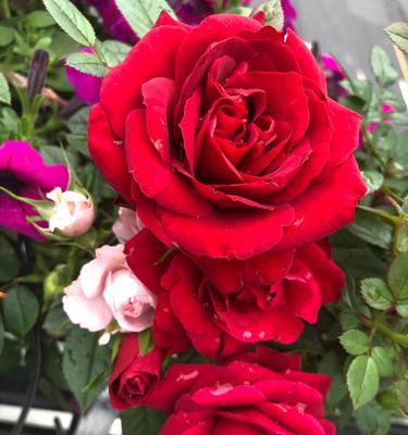 月季花的花语与寓意（探索月季花的象征意义）