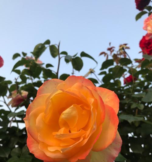 月季花的花语与寓意（探索月季花的象征意义）