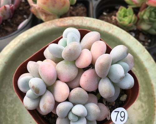 洛神多肉养殖出状态的秘诀是什么？如何确保其健康生长？