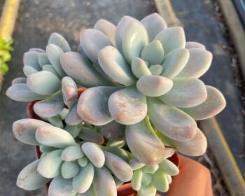 洛神多肉养殖出状态的秘诀是什么？如何确保其健康生长？