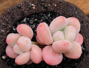 洛神多肉养殖出状态的秘诀是什么？如何确保其健康生长？