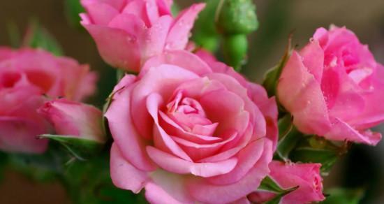 16朵玫瑰花语的含义解读（探索玫瑰花在不同数量中的神秘象征）