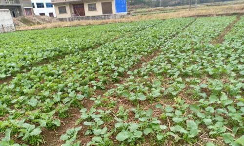 油菜是经济作物吗?油菜的经济价值体现在哪些方面? 油菜是经济作物吗?油菜的经济价值体现在哪些方面?