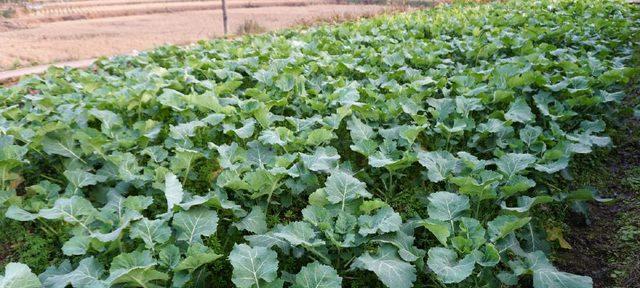 油菜是经济作物吗?油菜的经济价值体现在哪些方面? 油菜是经济作物吗?油菜的经济价值体现在哪些方面?