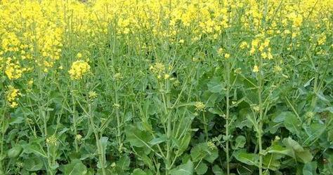 油菜是经济作物吗?油菜的经济价值体现在哪些方面? 油菜是经济作物吗?油菜的经济价值体现在哪些方面?