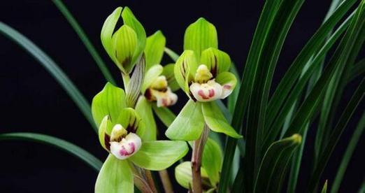 兰花的花语与寓意（探寻兰花的象征意义和寓意）