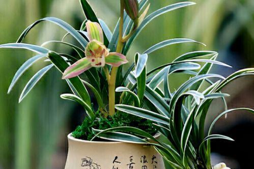 兰花的花语与寓意（探寻兰花的象征意义和寓意）